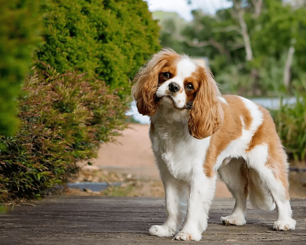 40+ of the Most Expensive Dog Breeds in the World