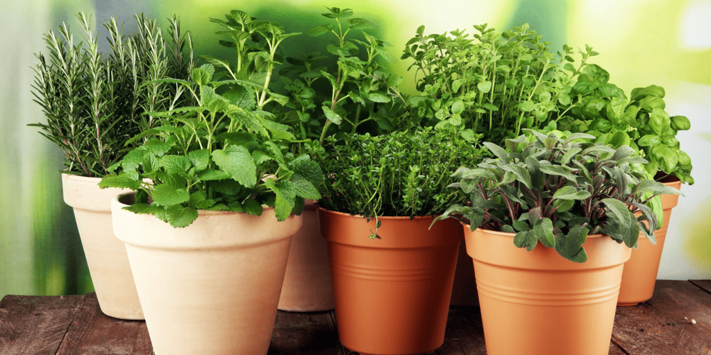 The Many and Wonderful Properties of These Super Common Herbs