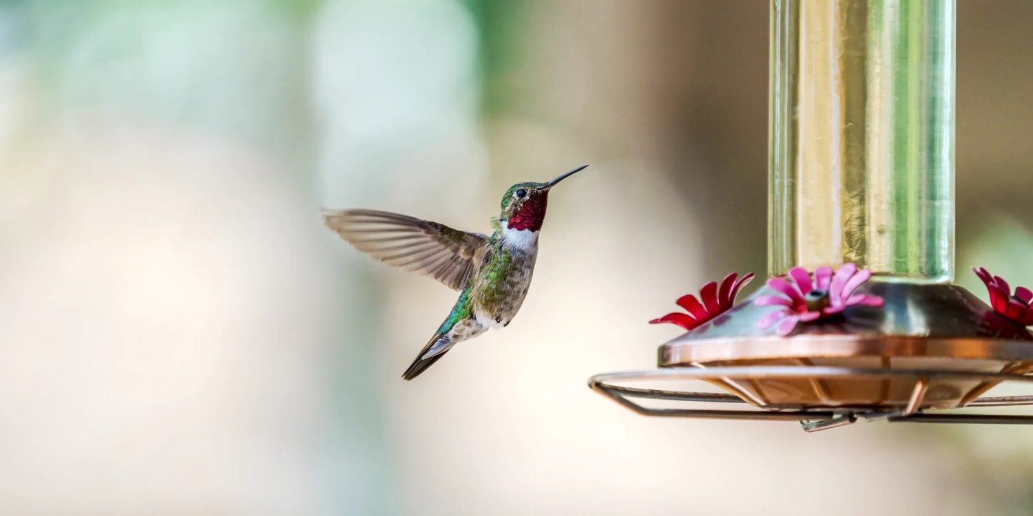 Hummingbirds Can Be Attracted to Any Garden Using the Right Trick