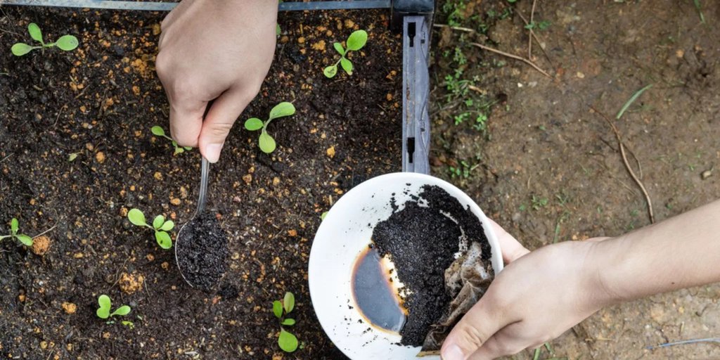 How to Use Coffee Grounds in Your Garden to Benefit the Plants & Soil