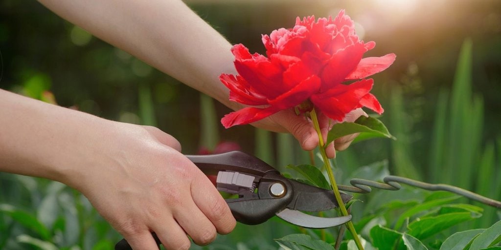 Garden Experts Reveal the Secret to Better Peony Blooms